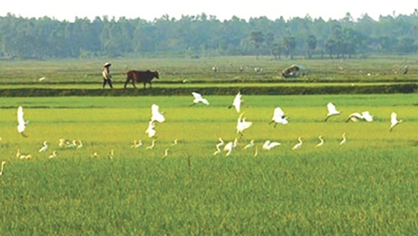 Tiếng chim gọi vịt