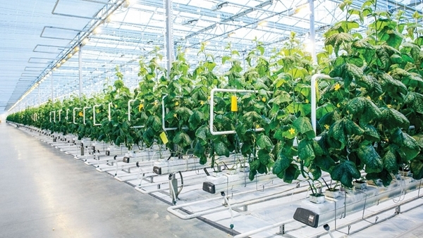 Xây dựng ngành nông nghiệp hiện đại,  hiệu quả cho siêu đô thị TP Hồ Chí Minh