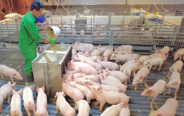 Nguồn cung thịt lợn đủ đáp ứng nhu cầu Tết Nguyên đán -0
