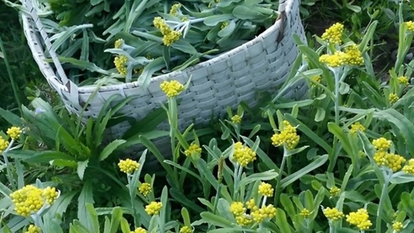 Cánh đồng rau khúc