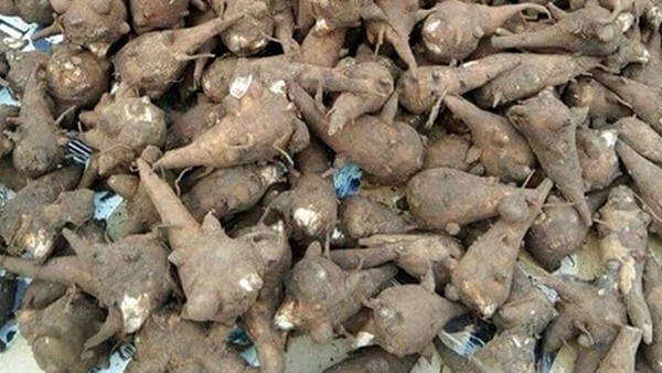 Bệnh viện 19-8 cứu sống một phụ nữ nguy kịch sau khi ăn củ ấu tàu