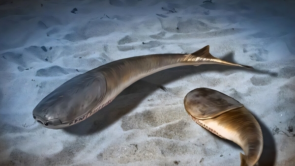 “Kỷ nguyên của cá” khởi đầu bằng một đại tuyệt chủng