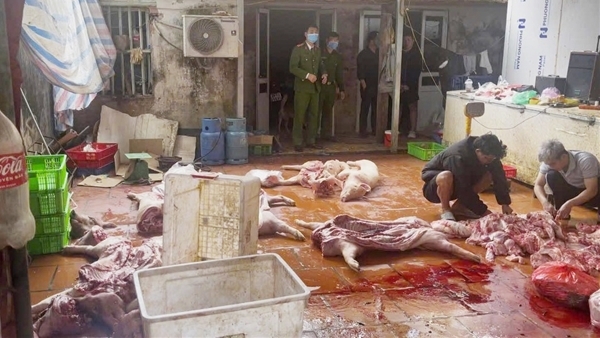 Khởi tố nhóm đối tượng chuyên thu mua lợn chết, nhiễm dịch tả, tung ra thị trường