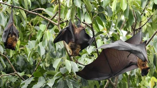 Bộ Y tế yêu cầu sẵn sàng điều trị người nghi mắc virus Nipah