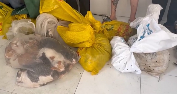 Bắt quả tang nhóm đối tượng trộm cắp, thu gom gần 100kg chó, mèo đem tiêu thụ -2