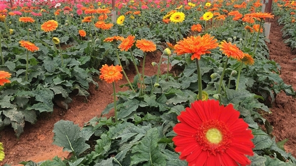 Những người trồng hoa trên đất cao nguyên