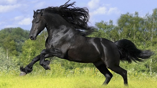 Hình tượng “mã” trong văn hóa dân gian Việt Nam