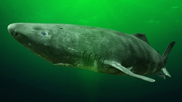 Vén bức màn bí mật về cá mập ở Greenland