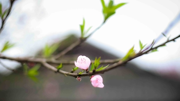 Cảm hứng đầu xuân