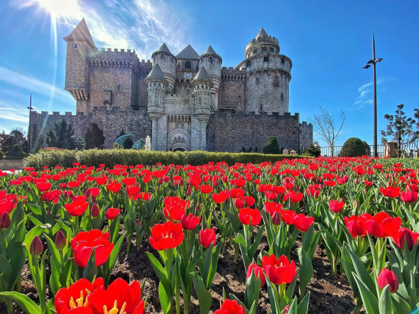 Sun World Ba Na Hills lần đầu ươm trồng 1 triệu bông tulip trên đỉnh núi đón Tết Nguyên đán 2026 -0