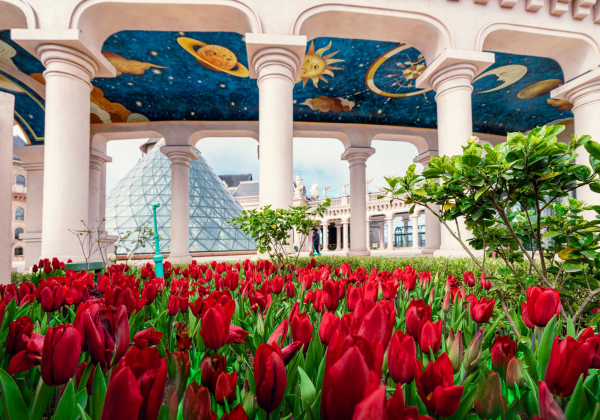 Sun World Ba Na Hills lần đầu ươm trồng 1 triệu bông tulip trên đỉnh núi đón Tết Nguyên đán 2026 -0