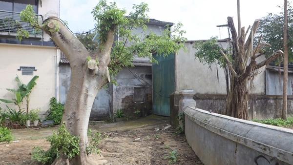 Việc cắt tỉa nhằm bảo vệ an toàn di tích và nhà cửa của người dân lân cận