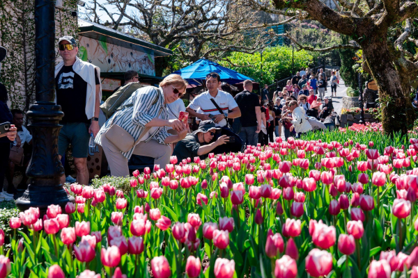 Hàng nghìn du khách đón Tết Bính Ngọ cùng hơn triệu bông tulip tại Sun World Ba Na Hills -0