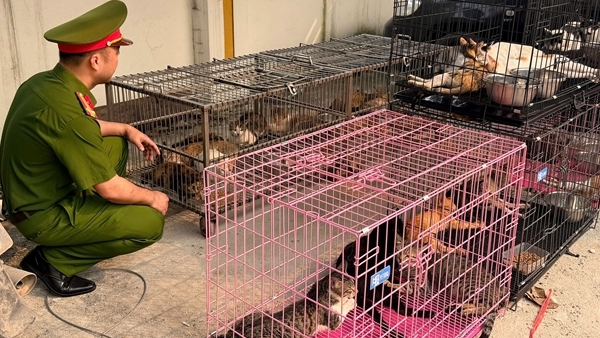 Bắt giữ nhóm đối tượng "săn" hơn 300 con mèo tại Hà Nội