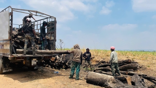 Xác minh nguồn gốc số lượng lớn củi rừng tập kết ở vùng giáp ranh