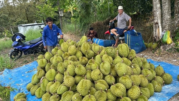 Giải quyết điệp khúc giá trái cây "nhảy múa" thất thường ở Đồng bằng sông Cửu Long