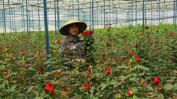 Hành trình lập nghiệp của những người con xa xứ