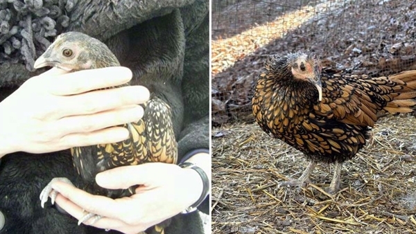 Gà mái sống lâu nhất thế giới