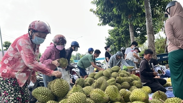Vì sao giá nhiều mặt hàng trái cây chủ lực ở miền Tây liên tiếp chạm đáy?