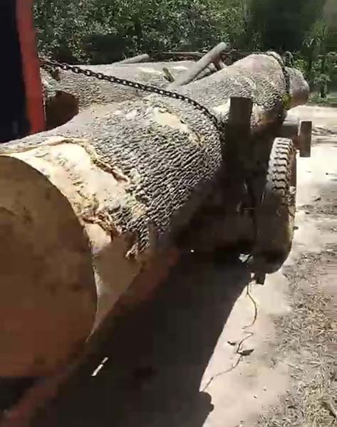 40 người cầm dao “giải vây” cho lâm tặc để cướp xe, gỗ tang vật  -0