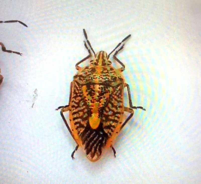 Cả gia đình 7 người ở Hòa Bình ăn bọ xít bị ngộ độc -0