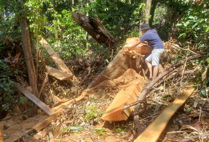 Tăng cường quản lý, bảo vệ rừng đã được giao khoán -0