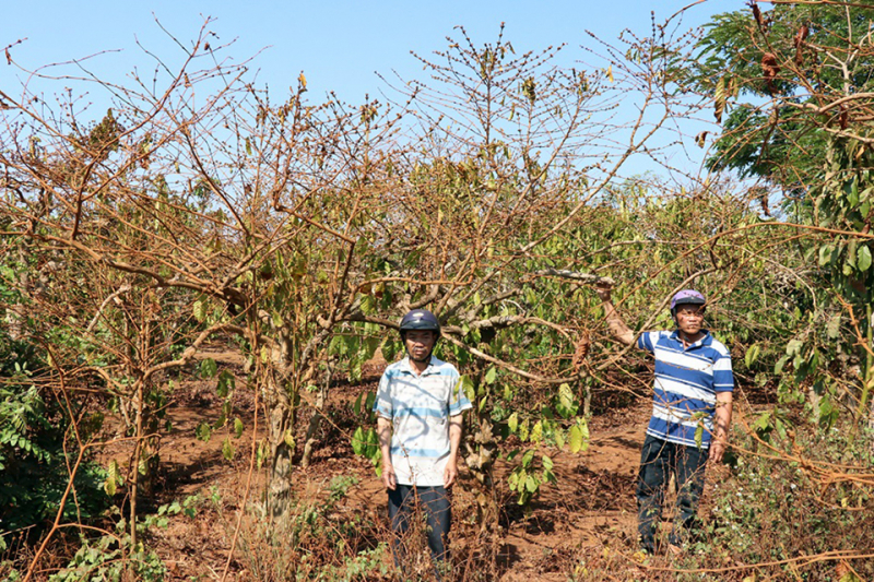 Công an điều tra các sai phạm tại Công ty cổ phần Cà phê Gia Lai -0