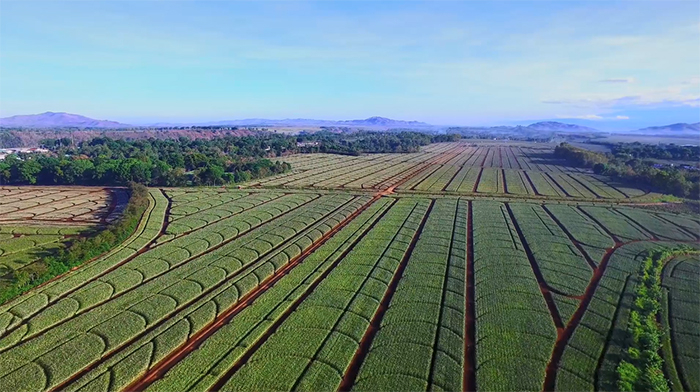 Vinamilk công bố đối tác liên doanh tại Philippines -0
