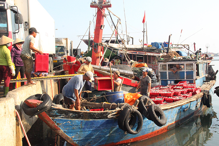 Tàu vươn khơi, cá đầy khoang giữa mùa dịch -0