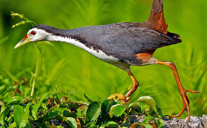 Công (chim) – Wikipedia tiếng Việt