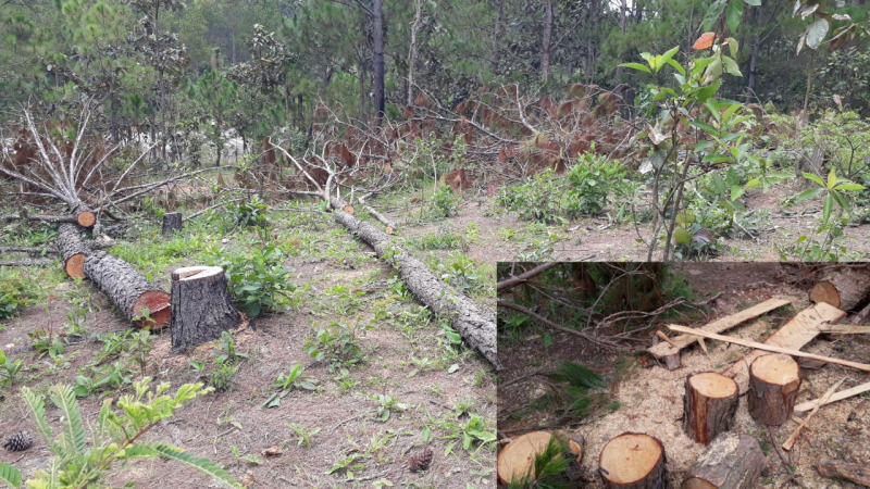 runglamdong 3.jpg -0