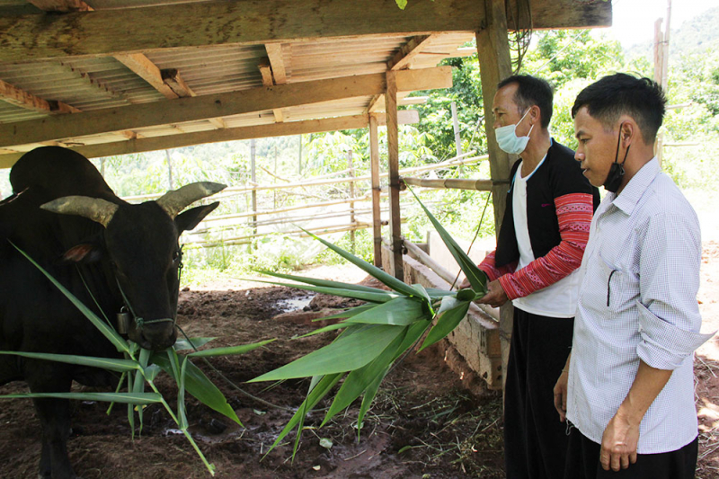 Người thay đổi Pha Luông -0