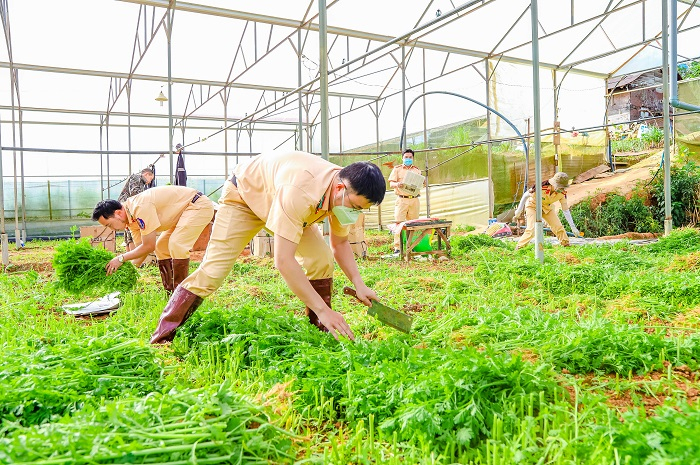 Công an Lâm Đồng hỗ trợ 37 tấn rau cho bà con vùng dịch -0