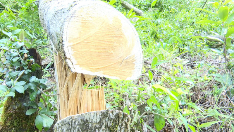 Rừng phòng hộ đầu nguồn sông Trà Bương bị tàn phá -0