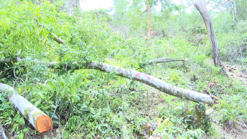 Rừng phòng hộ đầu nguồn sông Trà Bương bị tàn phá -1