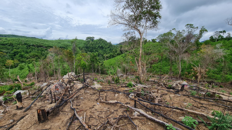 Tạm đình chỉ công tác Phó Giám đốc Ban Quản lý rừng phòng hộ Sơn Hòa -0