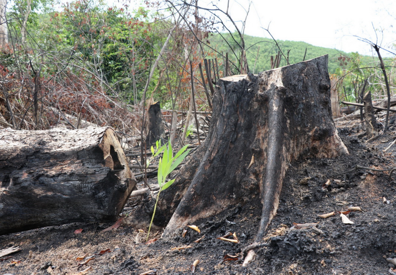 Tạm đình chỉ công tác Phó Giám đốc Ban Quản lý rừng phòng hộ Sơn Hòa -0
