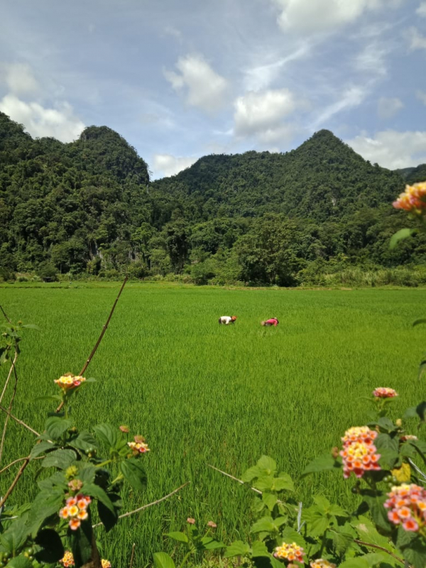 cánh đông rục làn của đông bào rục- minh hóa.jpg -0