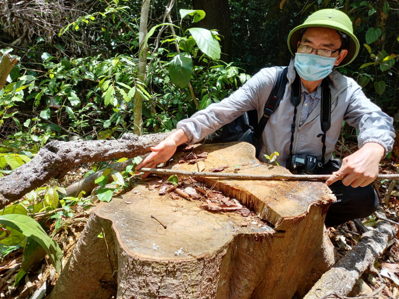 Lộ diện thêm những vụ phá rừng khác ở huyện Sơn Hòa -0