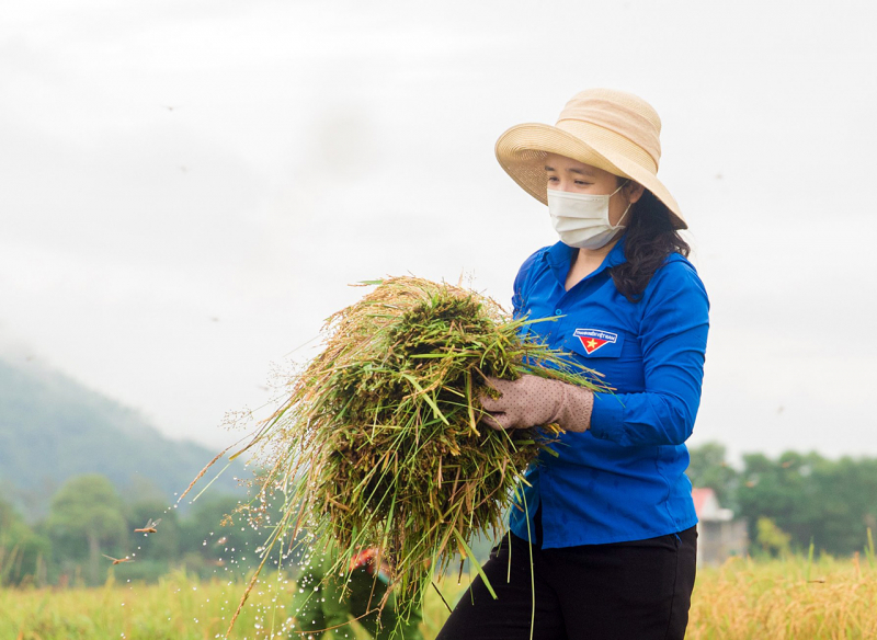 Công an huyện Hương Sơn giúp dân thu hoạch lúa chạy bão số 5 -0