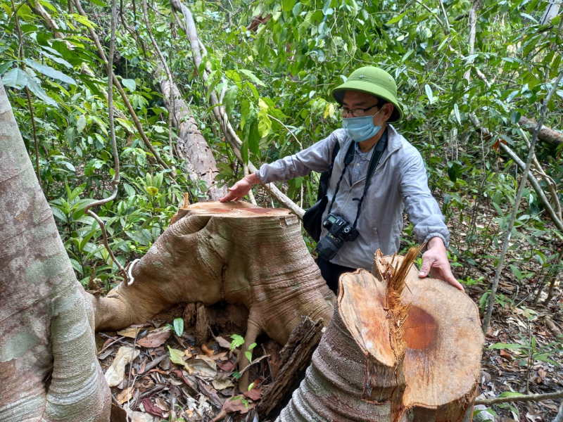 Thường trực Tỉnh ủy Phú Yên chỉ đạo kiểm tra, điều tra và xử lý các vụ phá rừng báo chí đã nêu -0