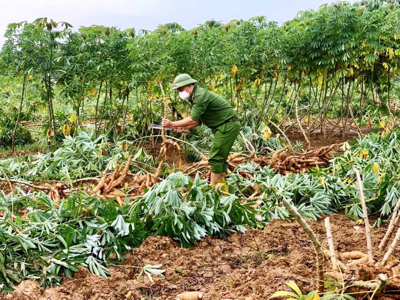 Giúp dân thu hoạch sắn tránh mưa gió làm hư hỏng -0