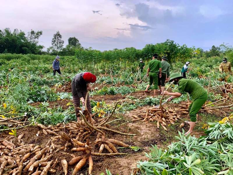 Giúp dân thu hoạch sắn tránh mưa gió làm hư hỏng -0