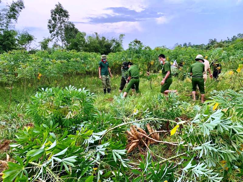 Giúp dân thu hoạch sắn tránh mưa gió làm hư hỏng -0