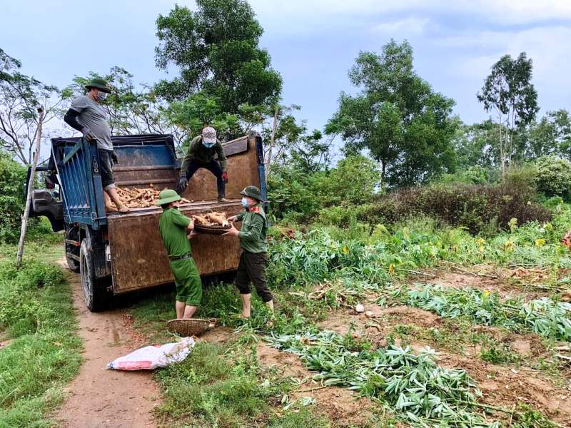 Giúp dân thu hoạch sắn tránh mưa gió làm hư hỏng -0