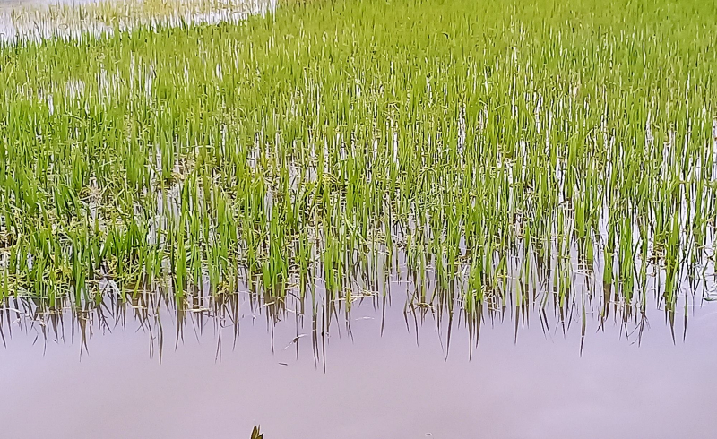 Hàng ngàn héc-ta lúa ngập úng, ngã đổ, nông dân Quảng Nam méo mặt -0