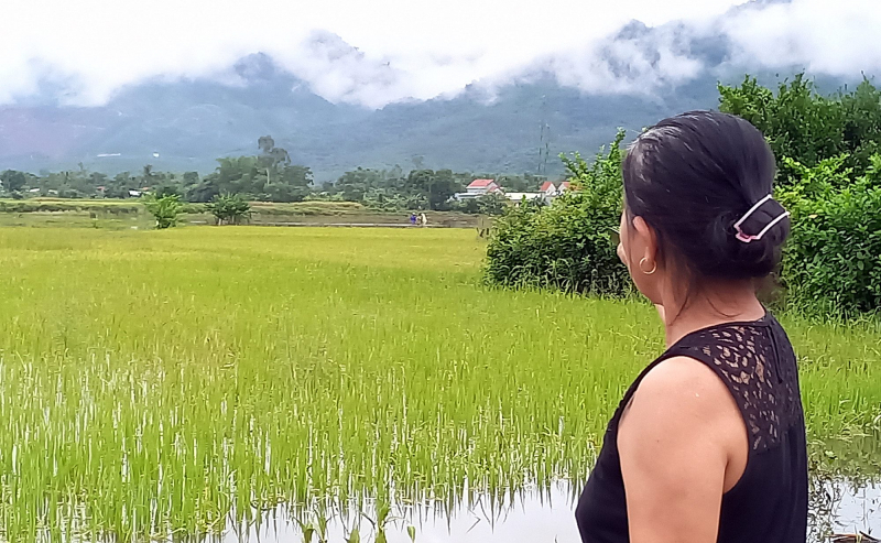 Hàng ngàn héc-ta lúa ngập úng, ngã đổ, nông dân Quảng Nam méo mặt -0