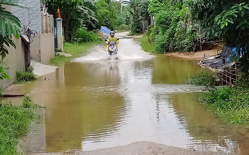 Hàng ngàn héc-ta lúa ngập úng, ngã đổ, nông dân Quảng Nam méo mặt -0