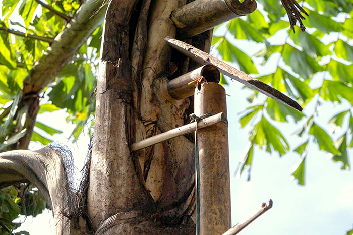 “Rượu trời” vùng biên viễn -0