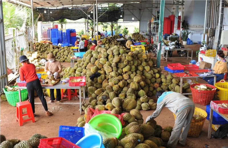 Vụ nông dân lo lắng khi huyện “cấm” đi rẫy: Đã cho người dân đi rẫy và thu mua nông sản trở lại -0